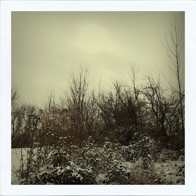 ©HeatherSmithJones_snowtrees.jpg