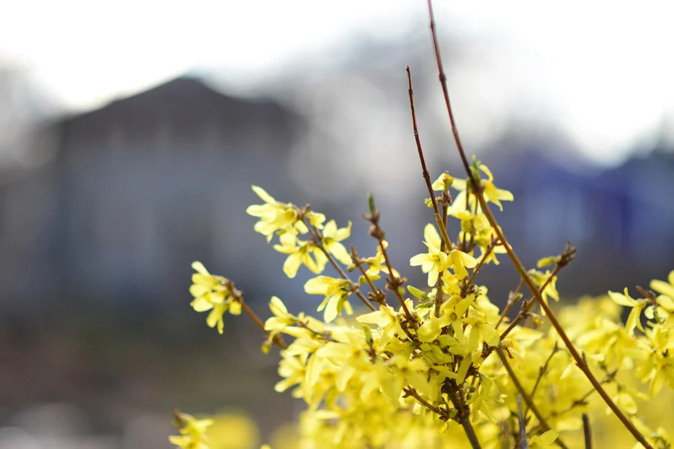 Forsythia in our yard.
