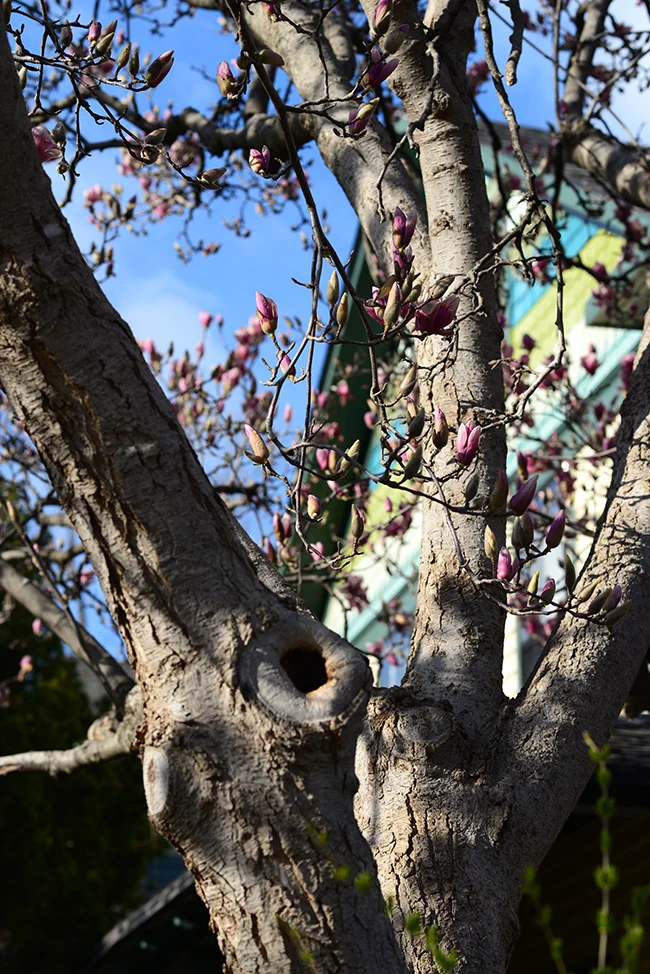 And the tulip tree.