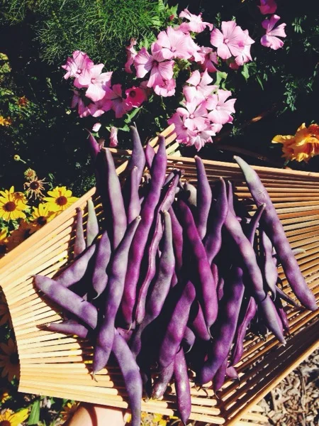 Gathering color from the garden.