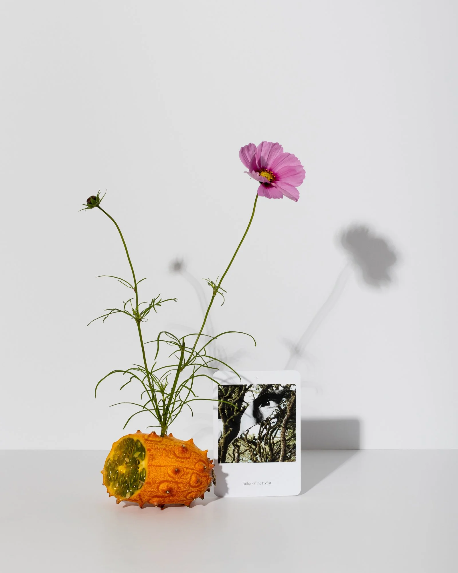 Lost + Found Oracle 2_for online use-9.JPG