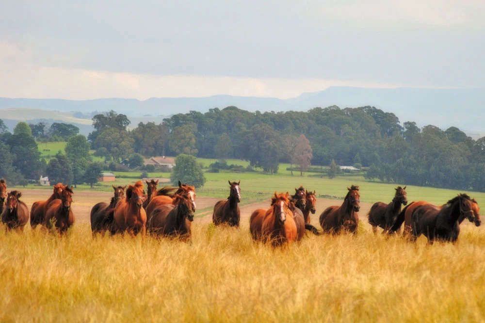 horse-riding-midlands-meander.jpg