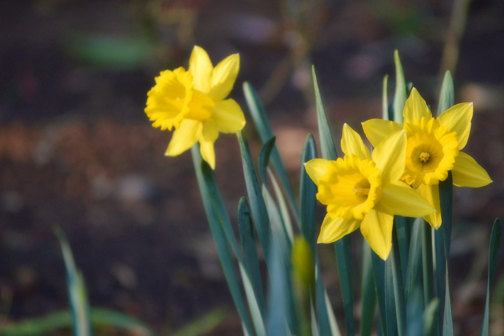 daffodils.jpg