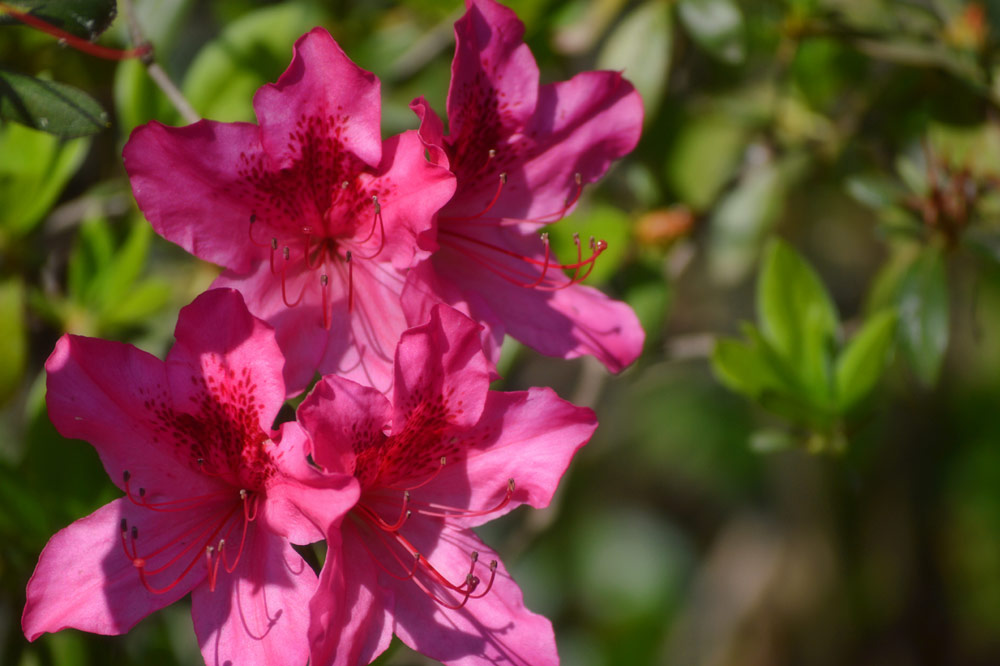 flowers-in-spring.jpg