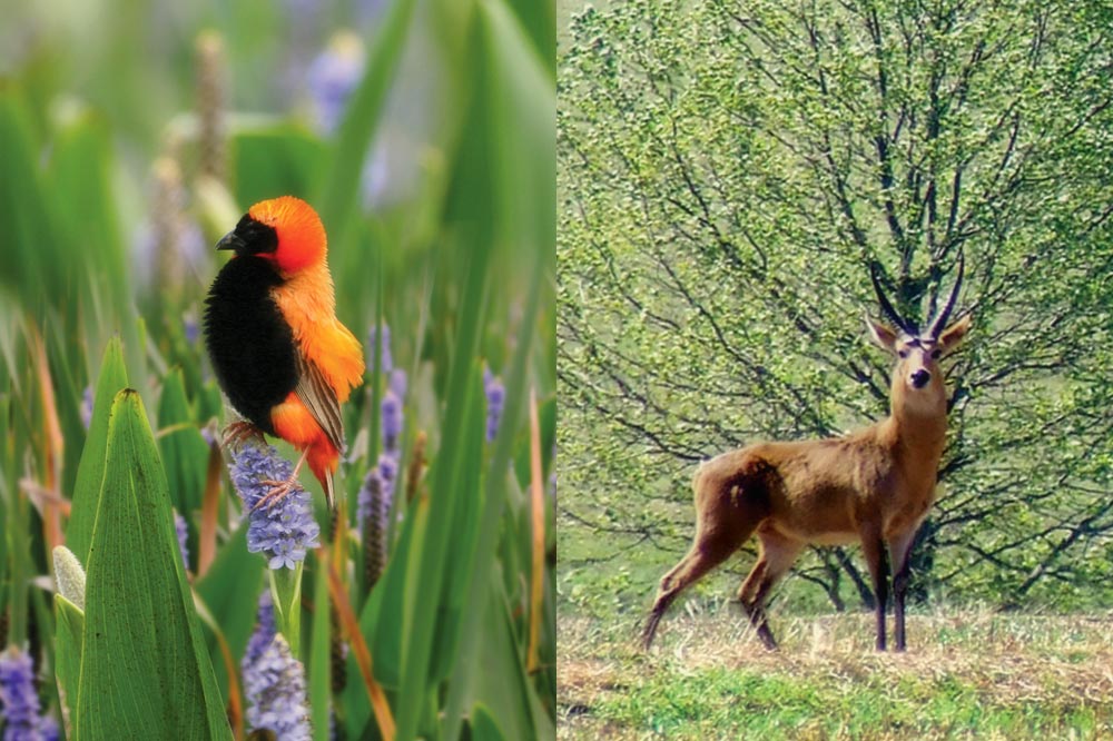 bird-and-buck.jpg