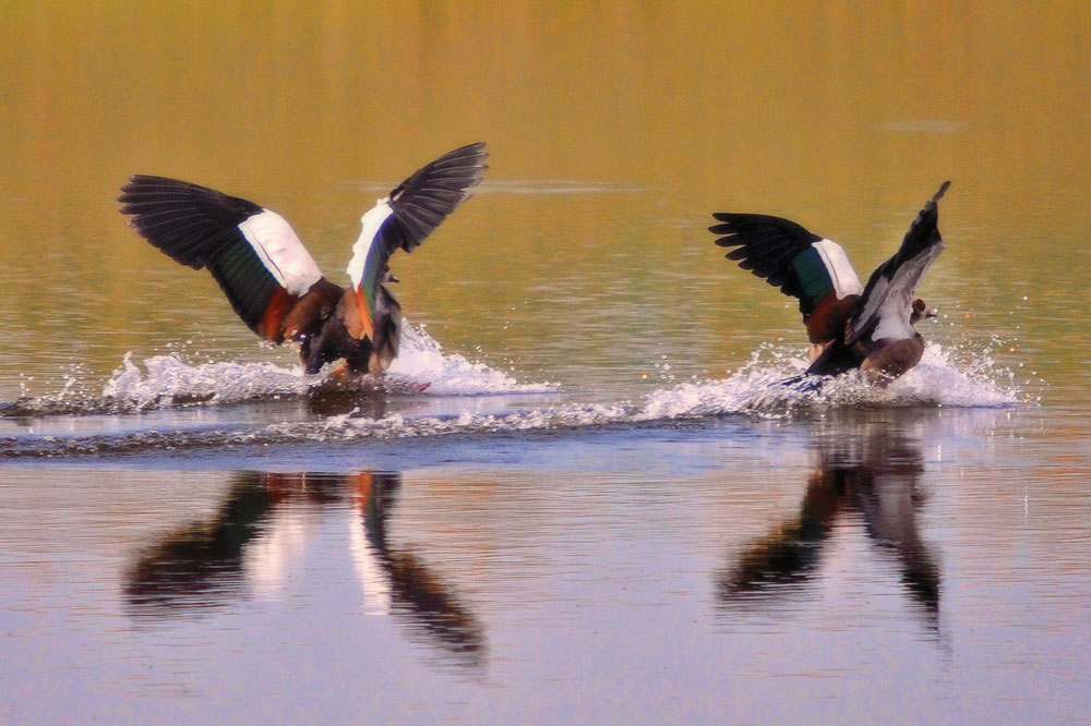 ducks-landing-on-water.jpg