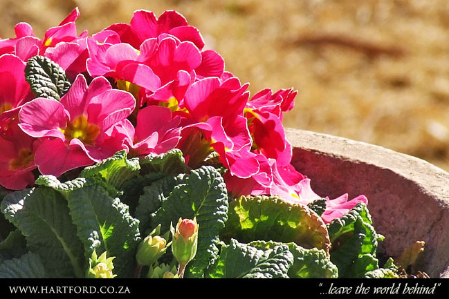 hartford-spring-garden-10.jpg