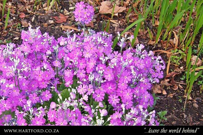 hartford-spring-garden-3.jpg