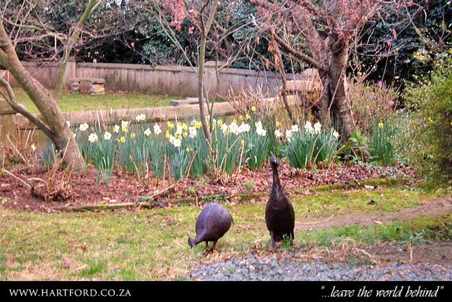 hartford-spring-garden-1.jpg