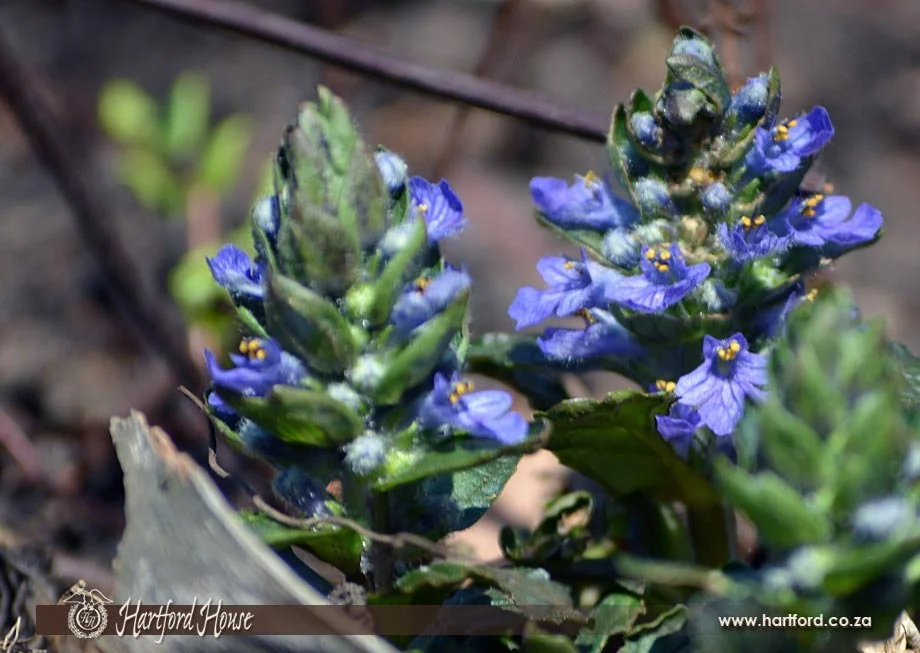 KZN Midlands Spring Flowers 12