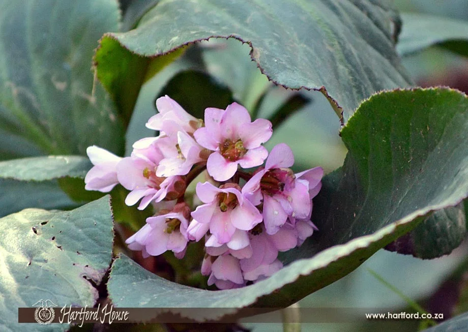 KZN Midlands Spring Flowers 16
