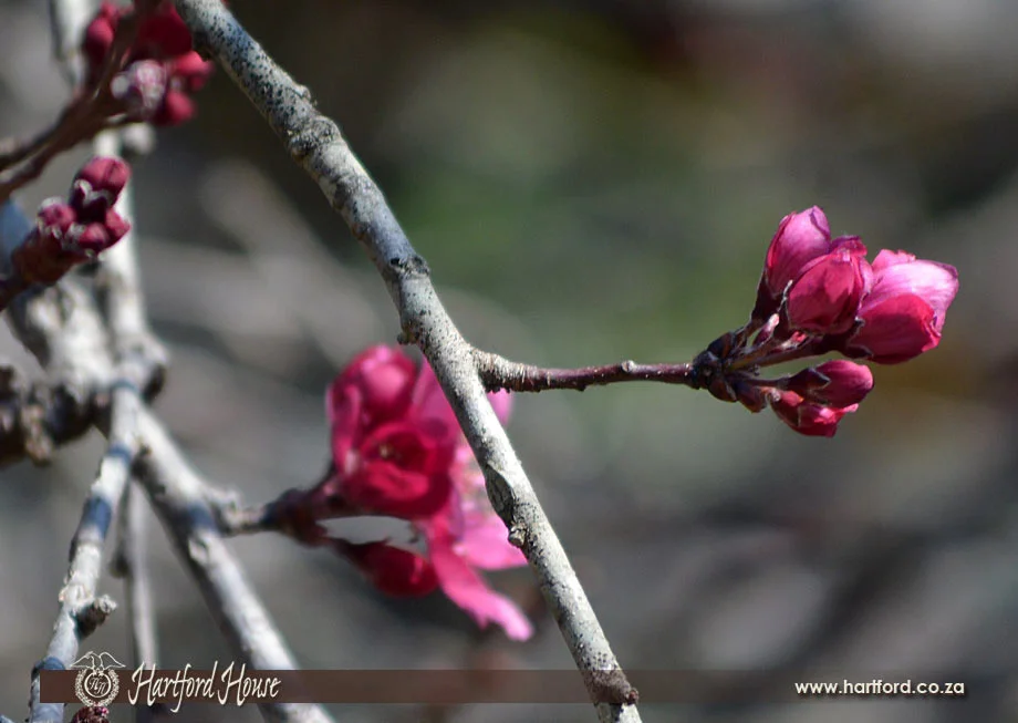 KZN Midlands Spring Flowers 13
