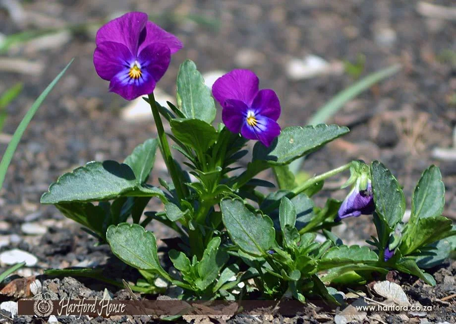 KZN Midlands Spring Flowers 22