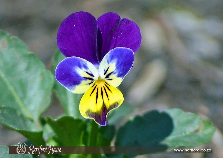 KZN Midlands Spring Flowers 23