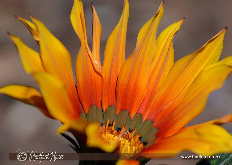 KZN Midlands Spring Flowers 25