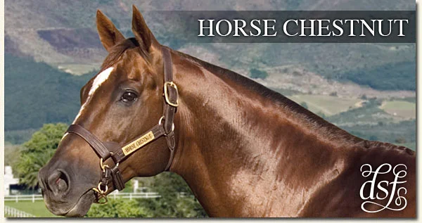 horse chestnut drakenstein stud