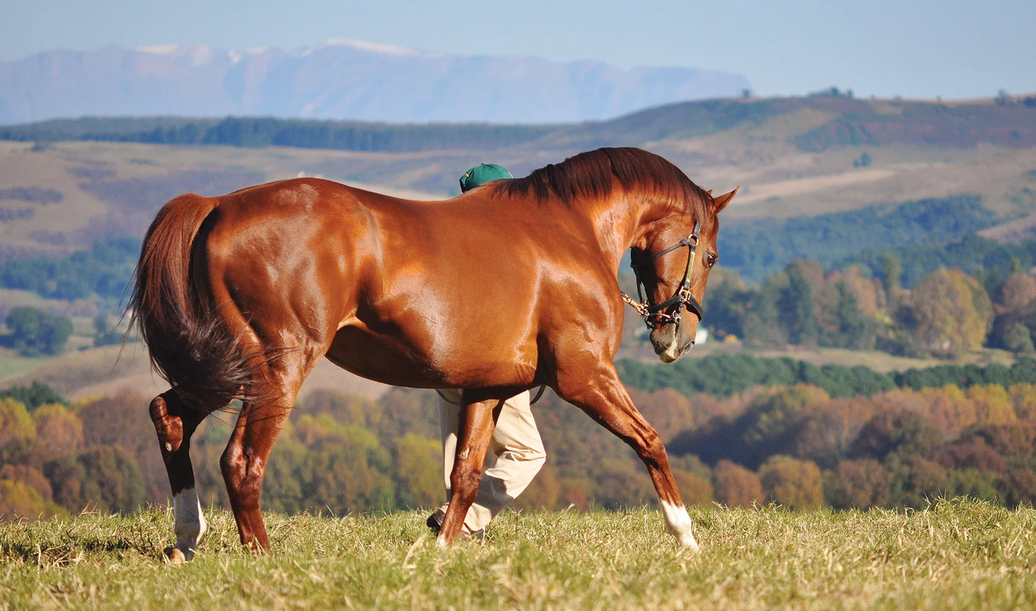 Admire Main - Son of Sunday Silence / Greig Muir (p)