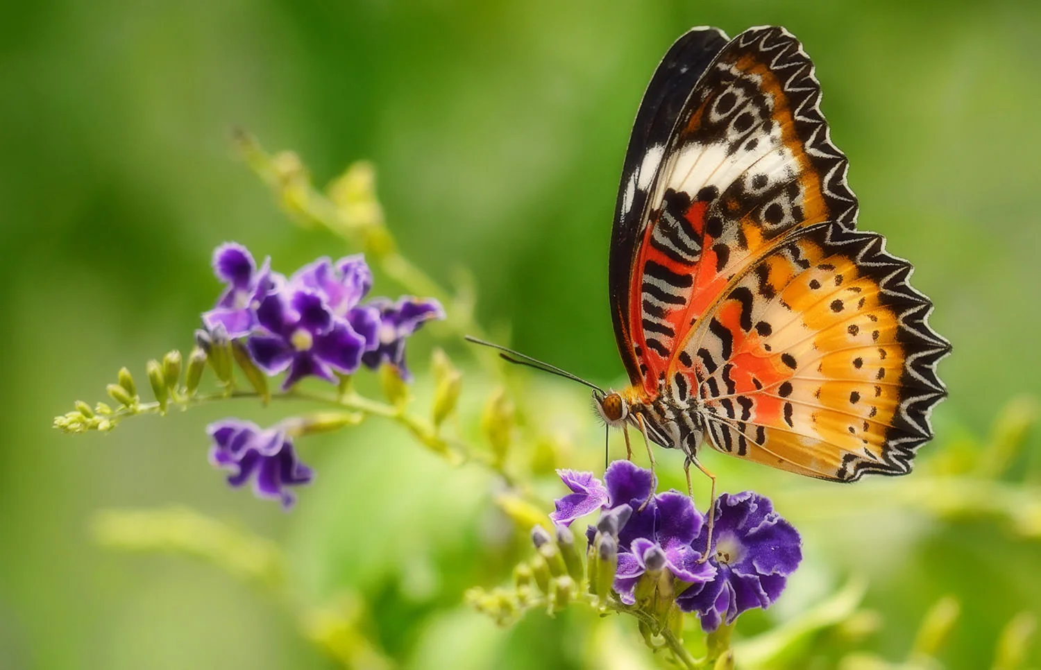 Soon you will have a garden teeming with beautiful birds and graceful butterflies / Hartford House (p)