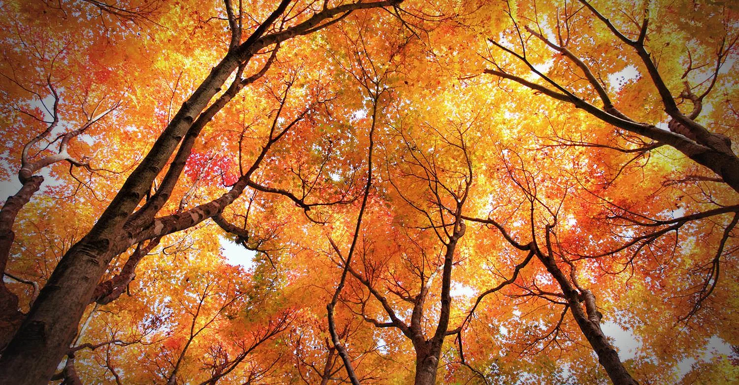 Japanese Maple Trees / Hartford House (p)