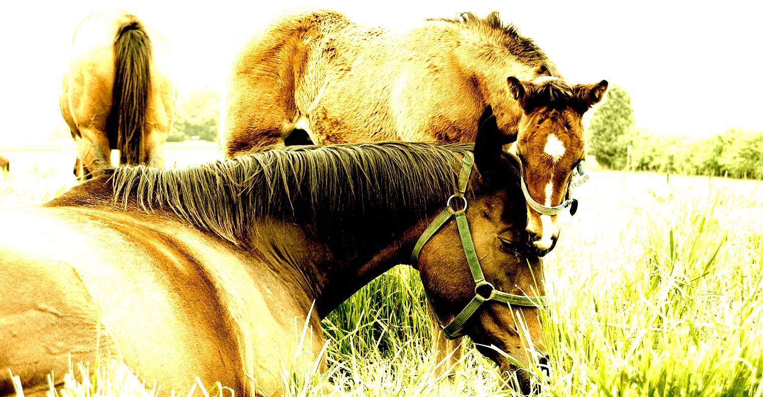 Tribute & Foal / Summerhill (p)