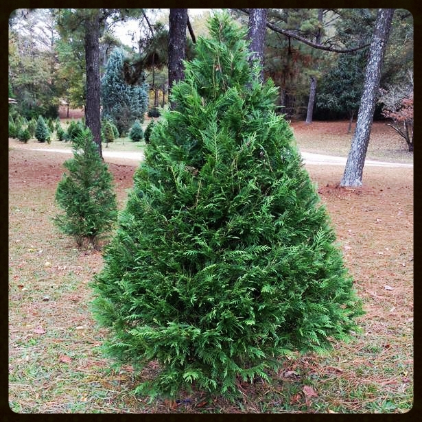 Leyland Cypress