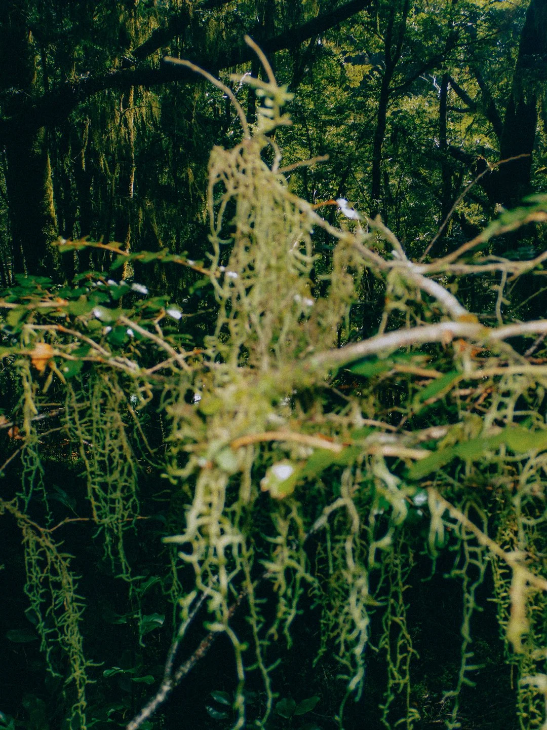 OLYMPUS_NZ_1.jpg