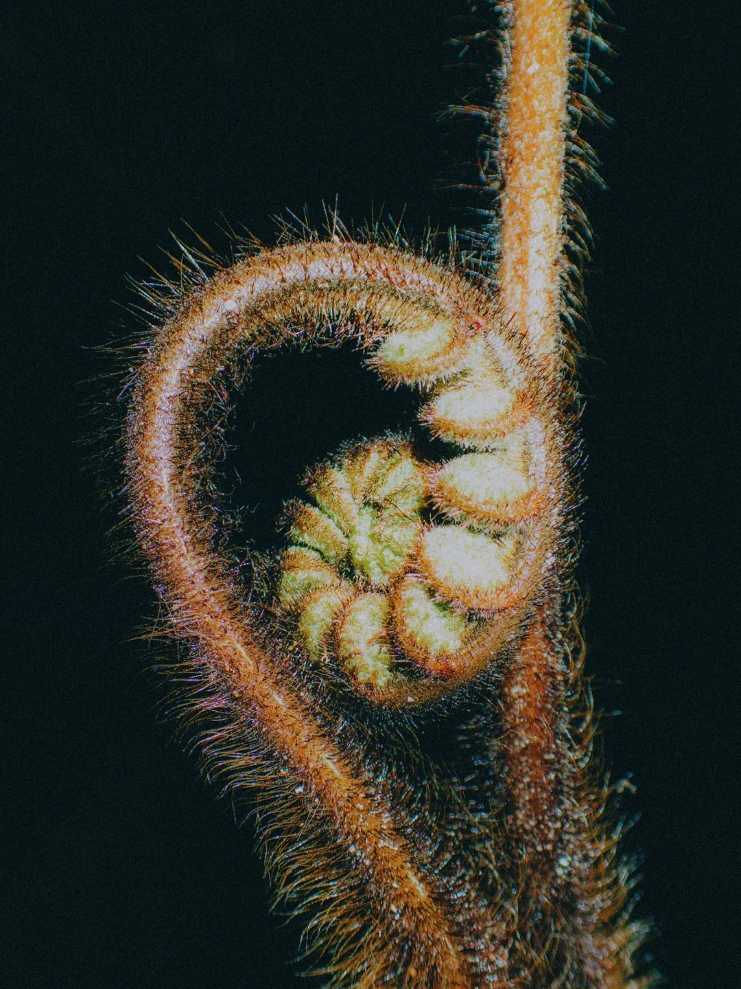OLYMPUS_NZ_5.jpg