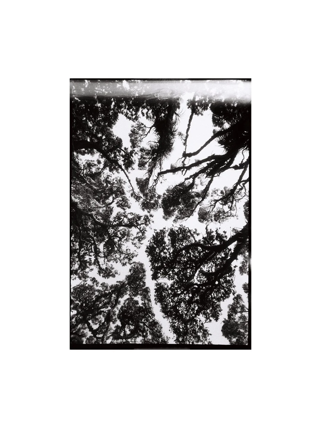 OLYMPUS_NZ_8.jpg
