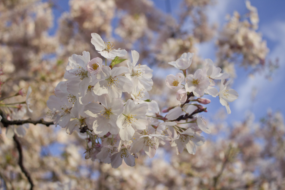 Cherry Blossoms / Eva Moon Press