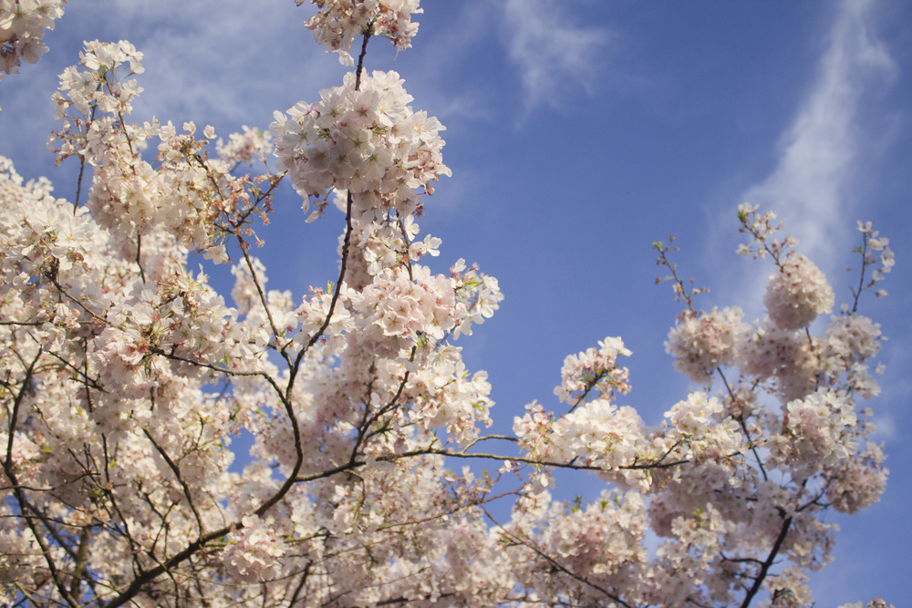 Cherry Blossoms / Eva Moon Press