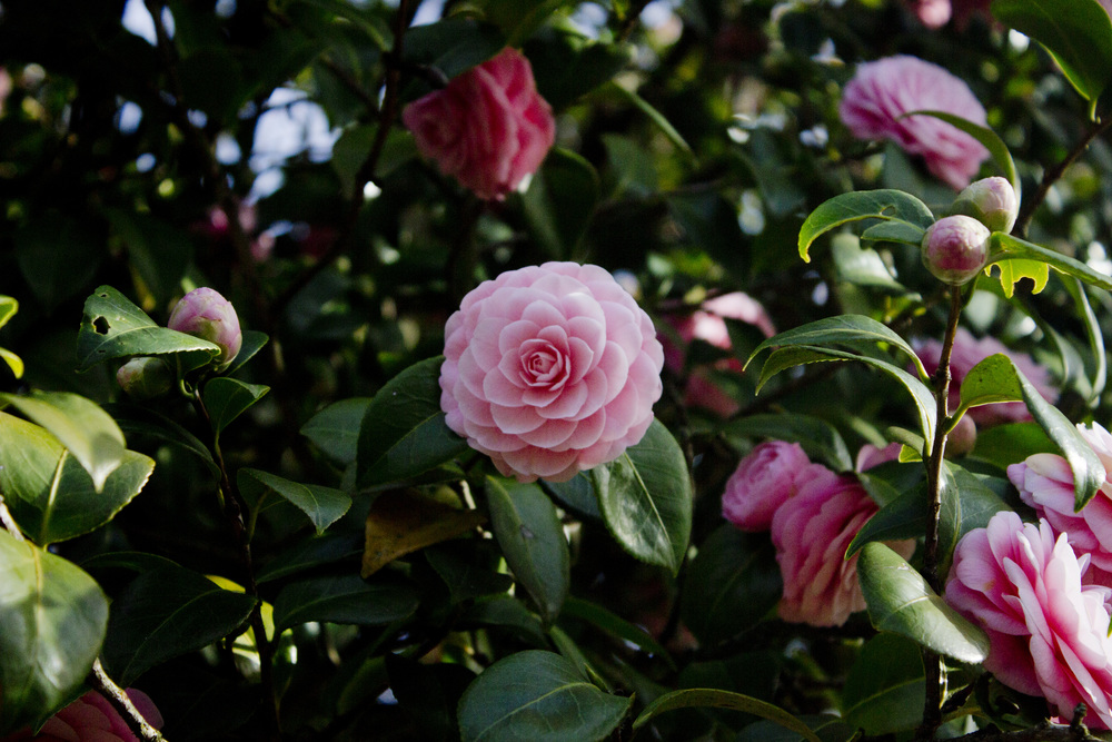 Pink Camellias / Eva Moon Press