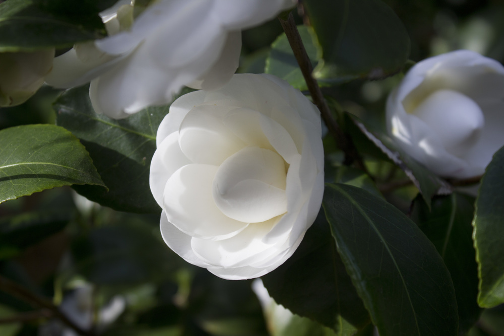 White Camellia / Eva Moon Press