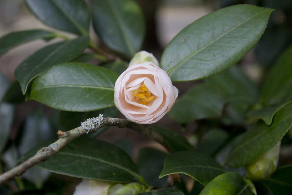 Pale Pink Camellia / Eva Moon Press