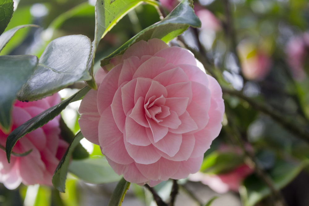 Pink Camellia / Eva Moon Press