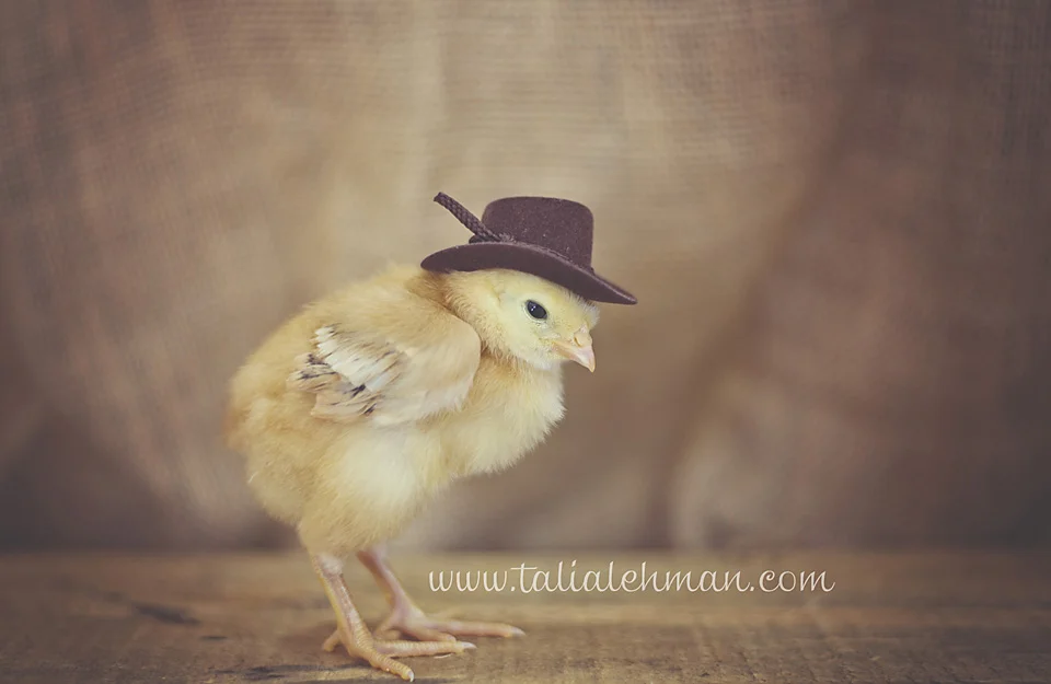 Chicks 059WEB.jpg