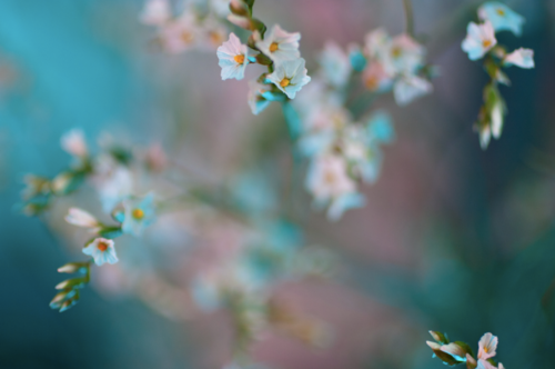 flowers.png