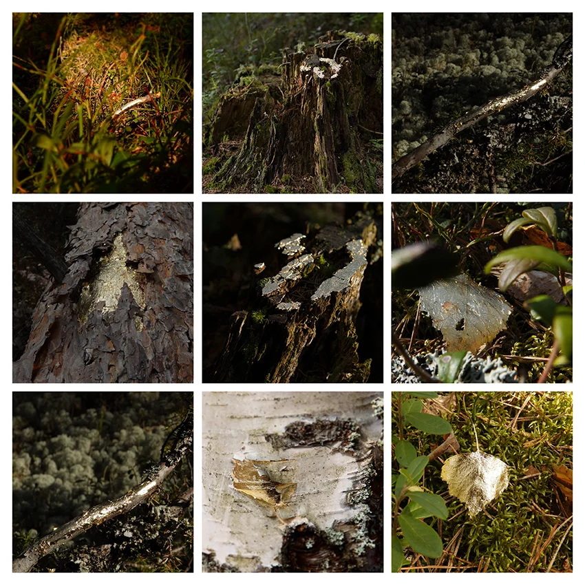 the moss is always softest in the shade- edit.jpg