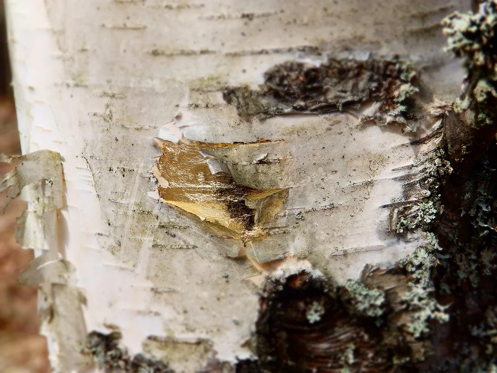 The Moss is Always Softest Series- Birch.jpg