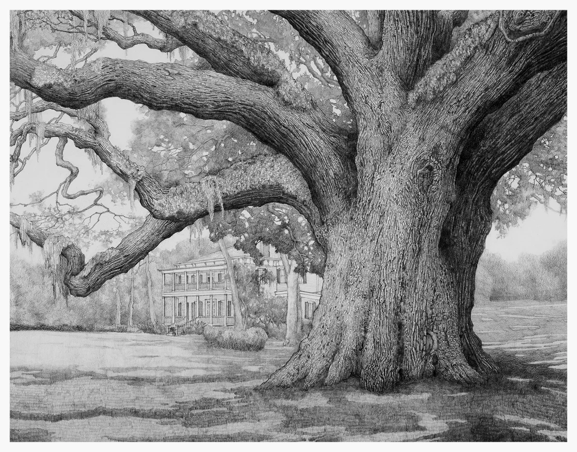 The Oglethorpe Oak- Savannah, 2011, graphite on paper, 15x21 inches, collection of Nancy and Bill Fuqua, Savannah, GA
