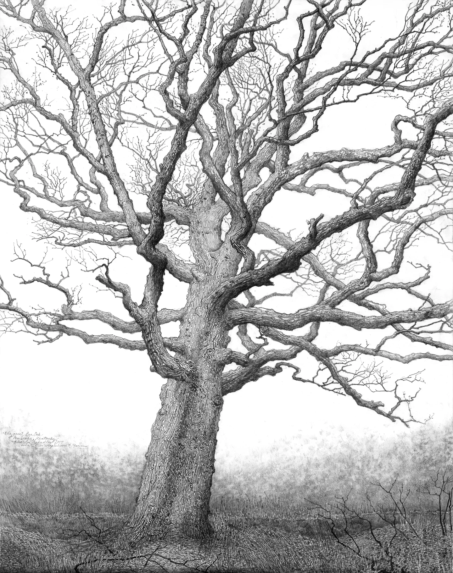 The Great Bur Oak of Pembroke, Maplehurst Farm, 2017, graphite on paper, 29x23 inches, collection of Anne Rayner and Fred Kirchner, Nashville, TN