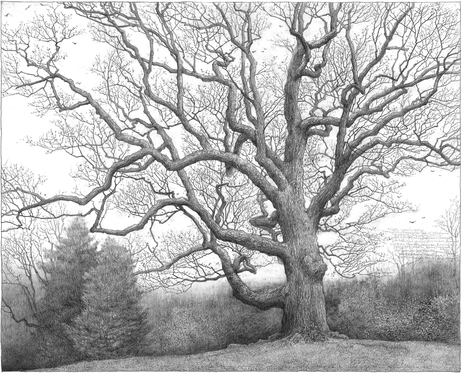 Study of Swan Lawn Chinquapin Oak, Cheekwood, 2014-15, graphite on paper, 23x28.5 inches, inventory of the artist