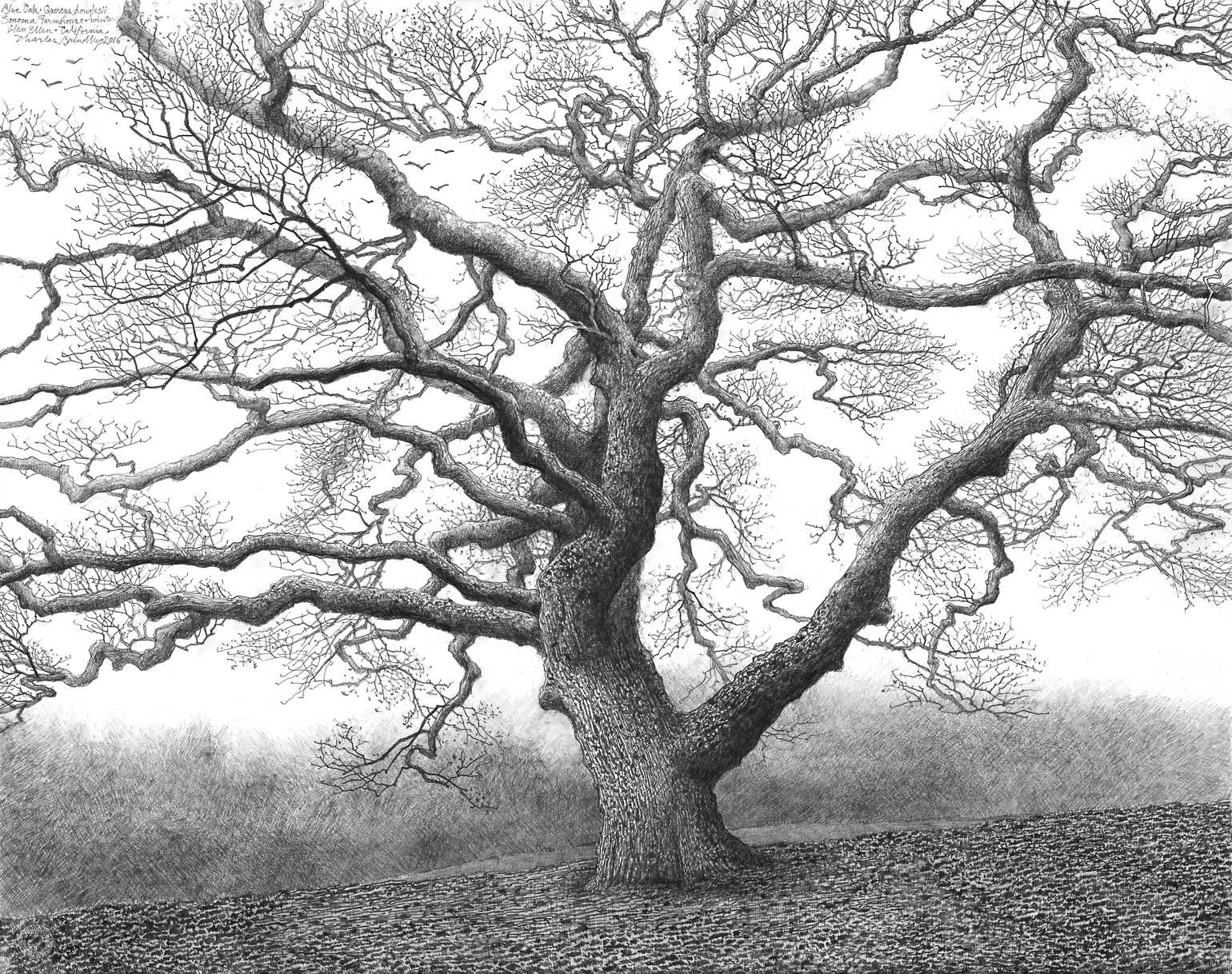 Study of Blue Oak at Sonoma Farmhouse, 2016, graphite on paper, 23x29 inches, collection of Julie and Allen Benello, San Francisco, CA