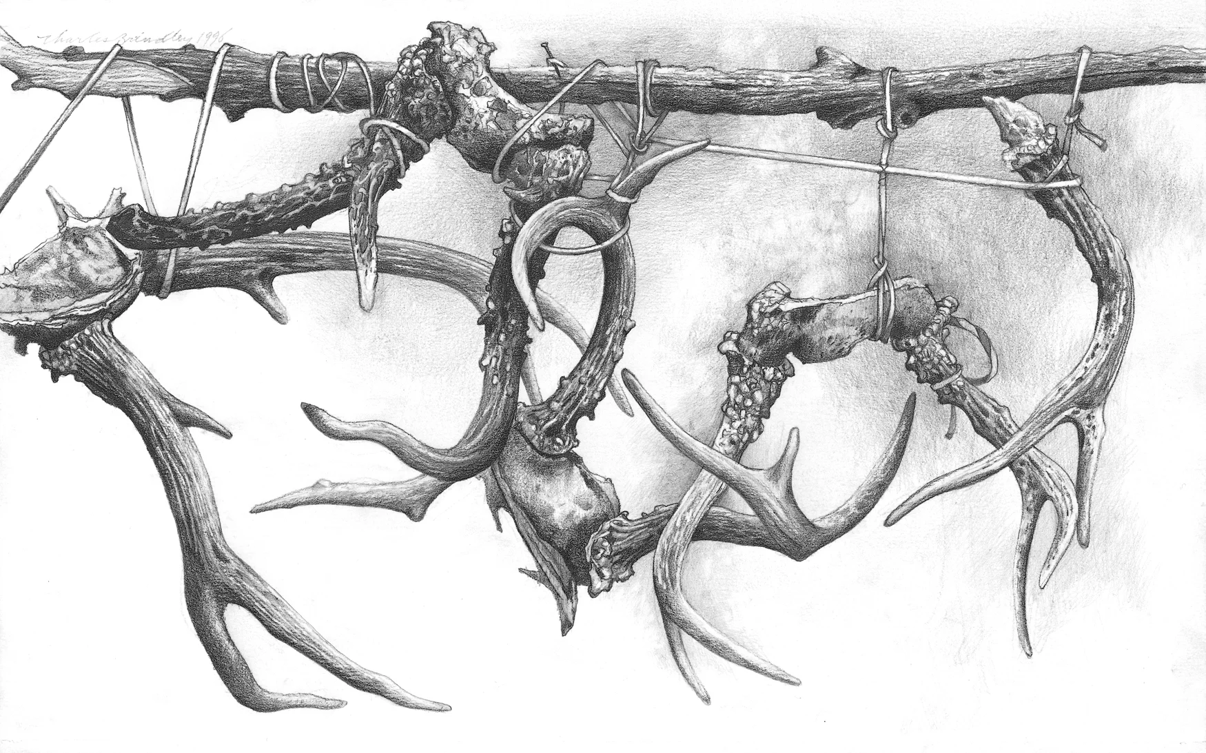 Antlers Strung Up, 1996, graphite on paper, 10x17 inches, collection unknown