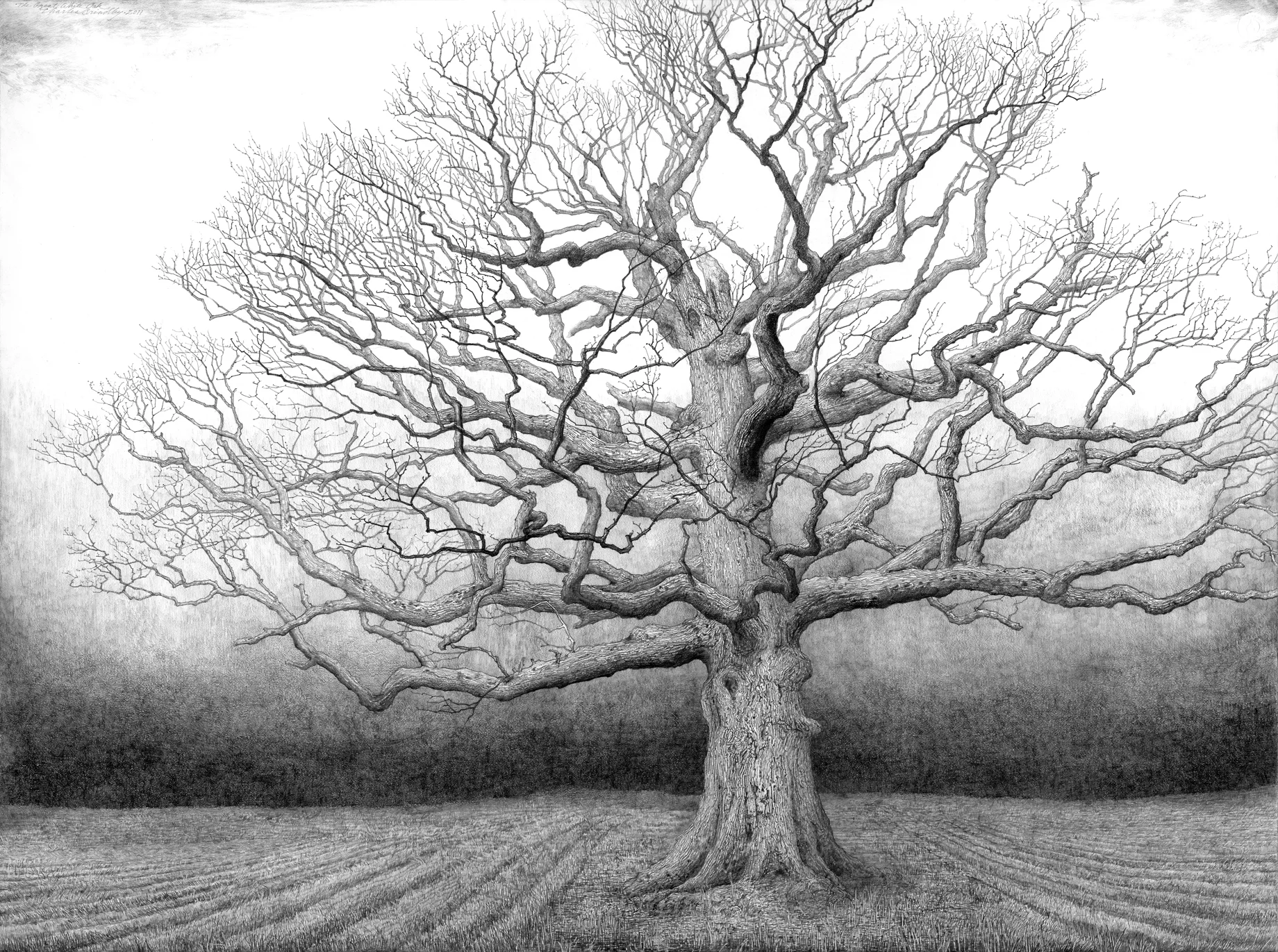 Ancient White Oak in Open Field, 2011, graphite on paper, 30x40 inches, collection of Jennifer and Billy Frist, Nashville, TN