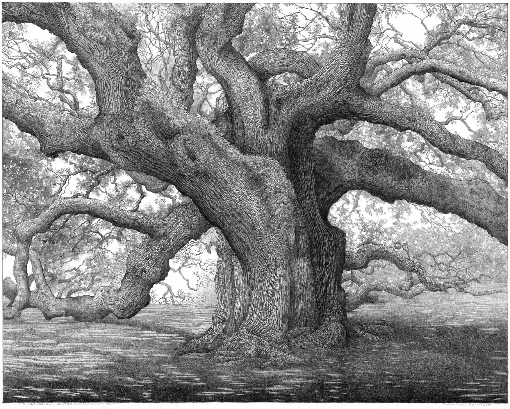 The Angel Oak, 2011, graphite on paper, 23x29 inches, collection of Joyce and Tom Pickney, Johns Island, SC