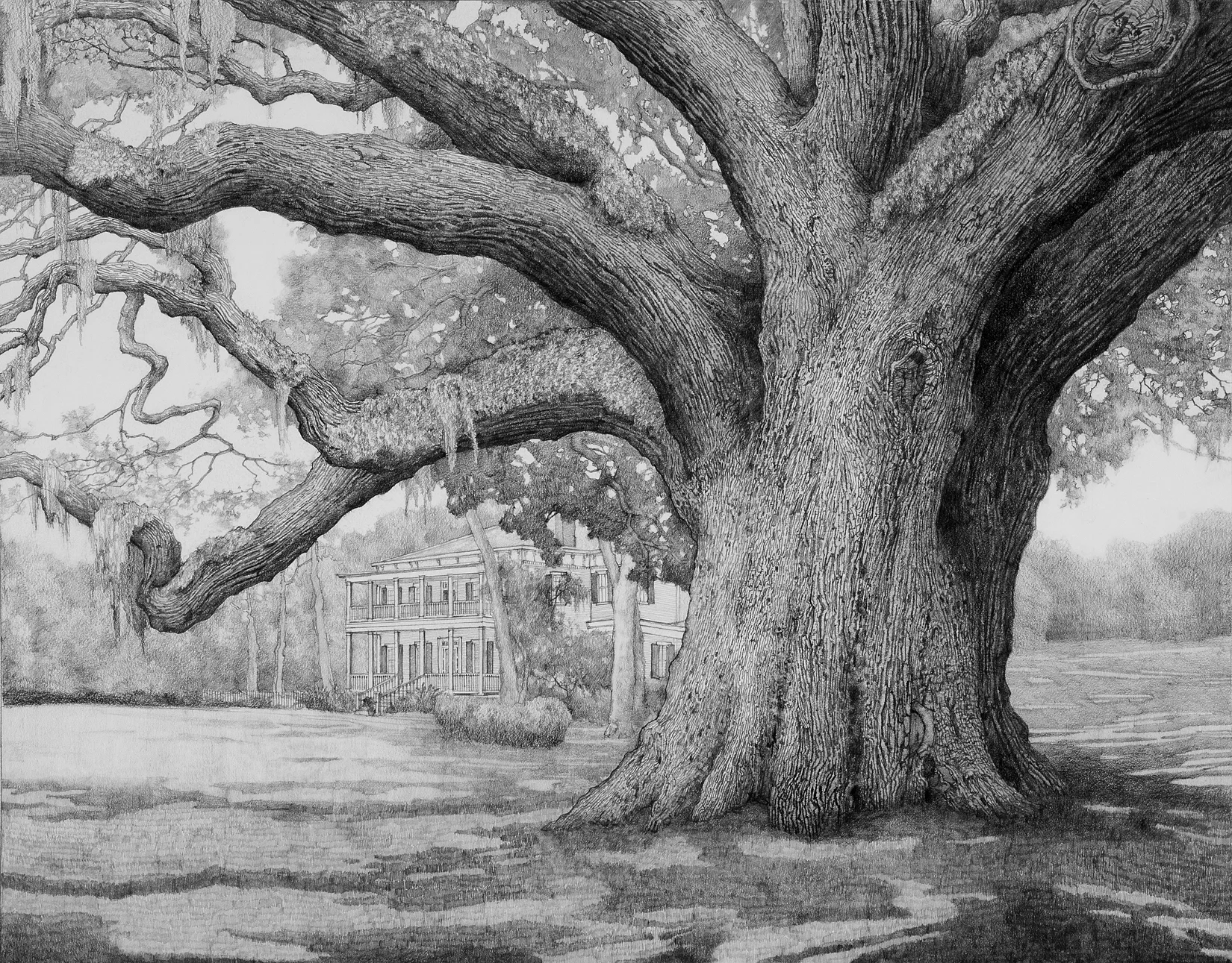 The Oglethorpe Oak- Savannah, 2011, graphite on paper, 15x21 inches, collection of Nancy and Bill Fuqua, Savannah, GA