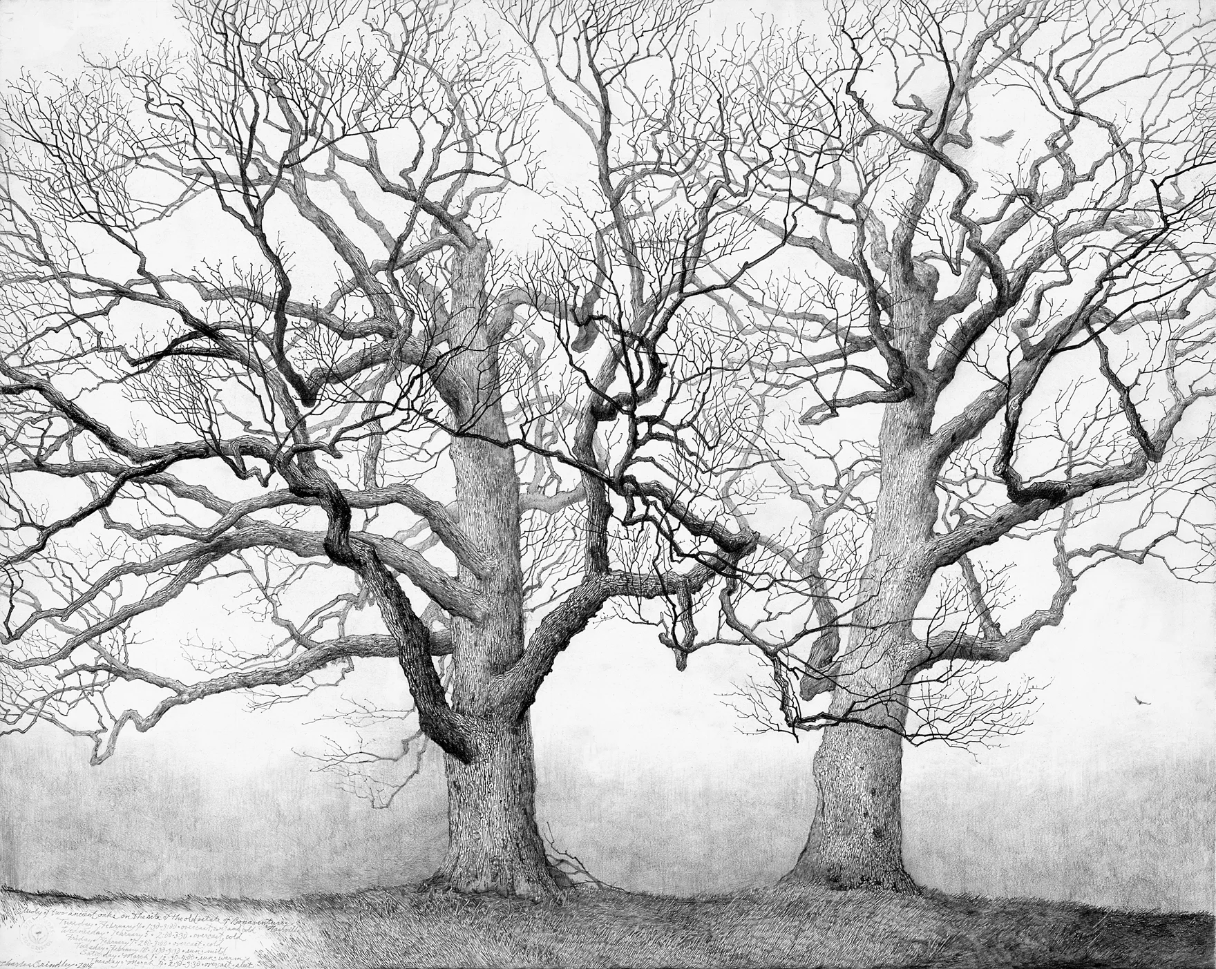 The Bonaventure Oaks, 2014, graphite on paper, 23x29 inches, collection of Mary Trabue Meyer, Nashville, TN