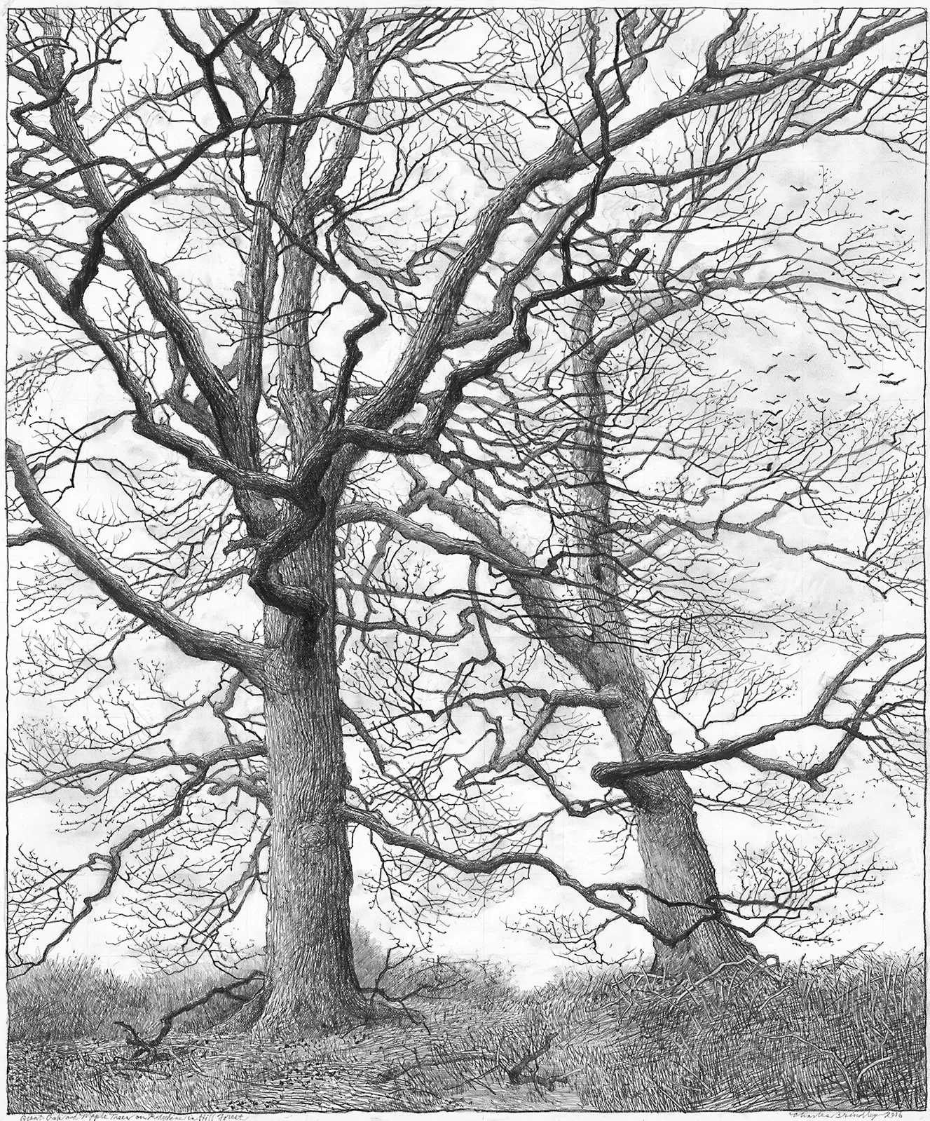 Oak and Maple on Ridgeline in Hill Forest, 2016, graphite on paper, 23.5x19.5 inches, inventory of the artist
