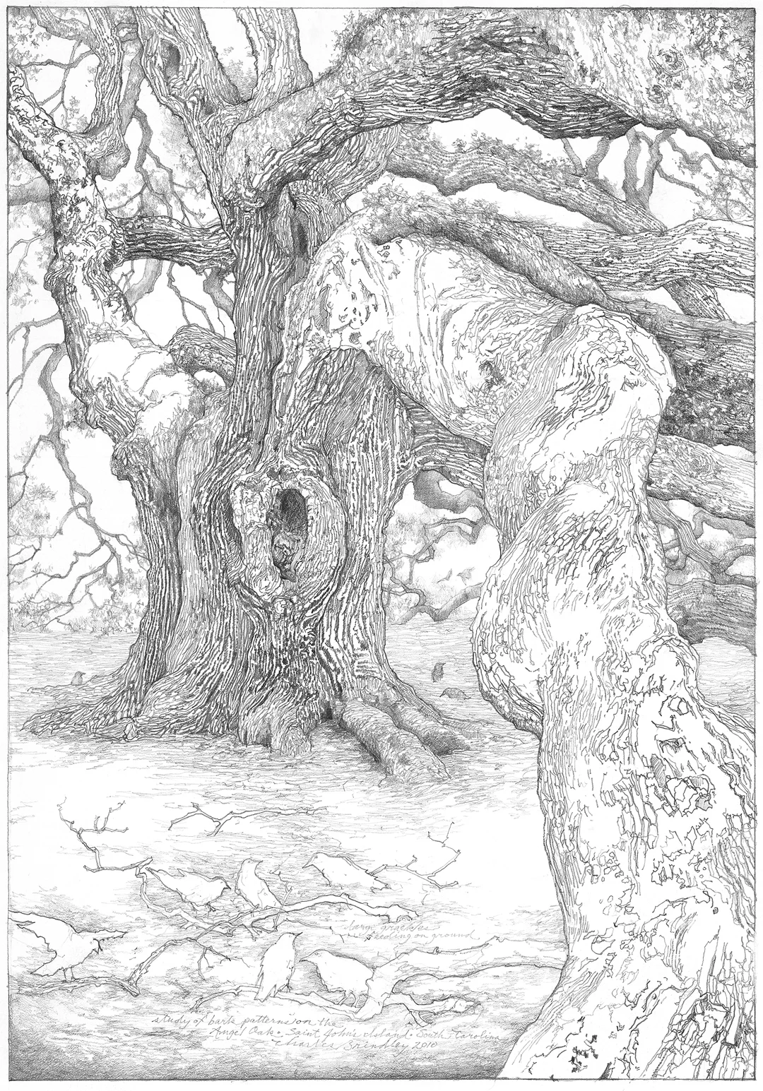 Study of the Angel Oak, 2010, graphite on paper, 16.5x11.5 inches. Inventory of the artist, nicely matted and framed, (framed size approx. 30x26), $1,500.