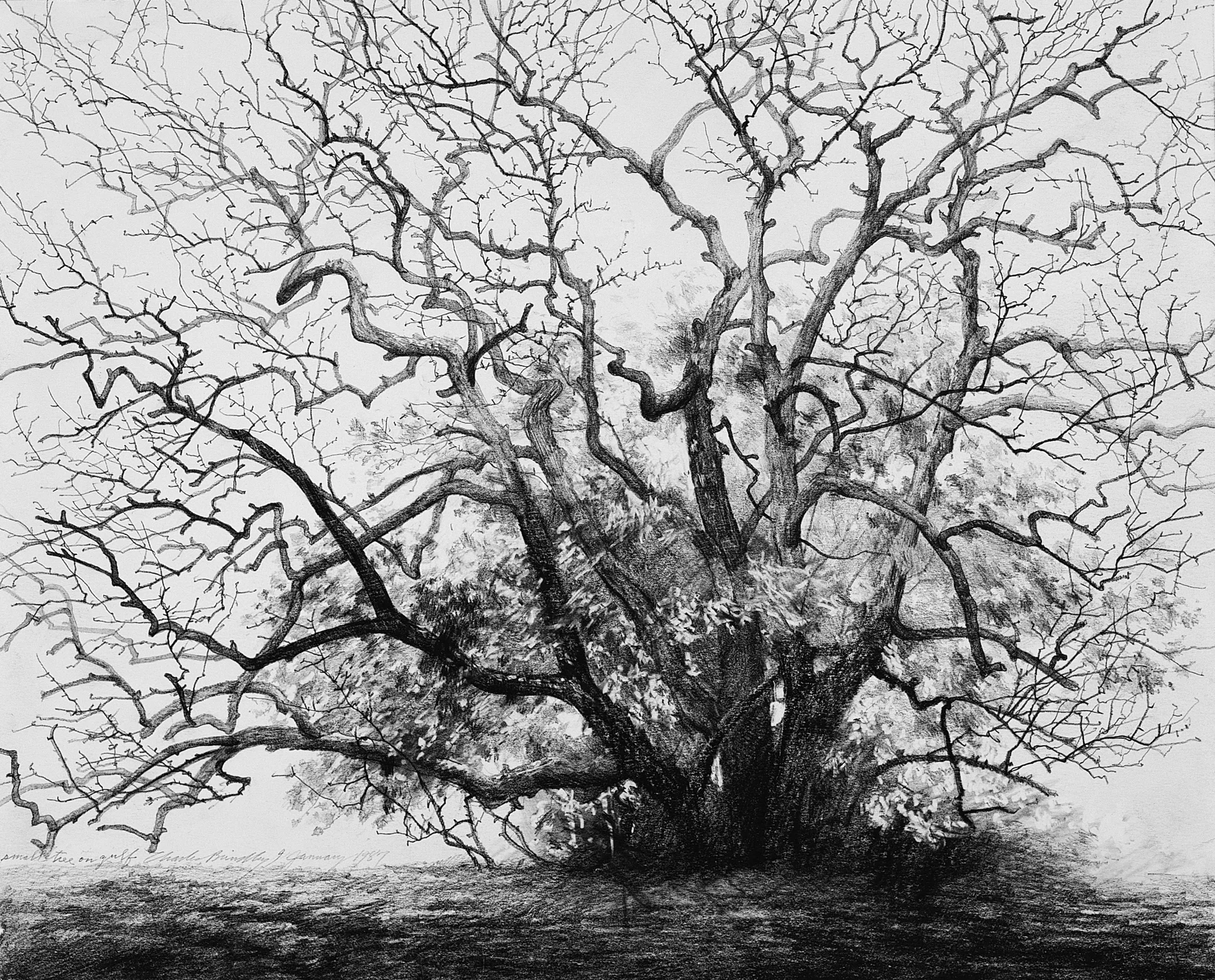 Tree in Gulf Waters, 1987, graphite on paper, 11x14 inches, collection of Katrin Bean, Nashville, TN